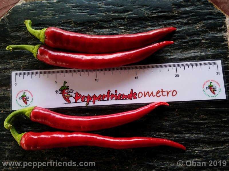 pimenta-de-paolo-red_001_frutto_15.jpg