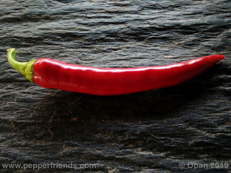 pimenta-de-paolo-red_001_frutto_19.jpg