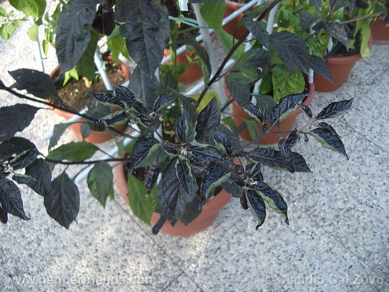 pimenta-kathumby_001_pianta_02.jpg