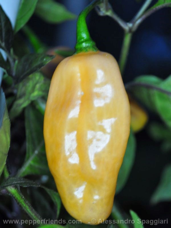 pimenta-preta_001_frutto_03.jpg