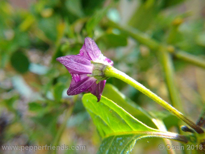 rocopica_lw01_009_fiore_02.jpg