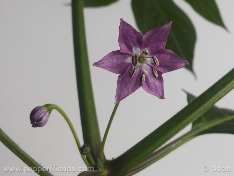 rocoto-aji-largo_001_fiore_04.jpg