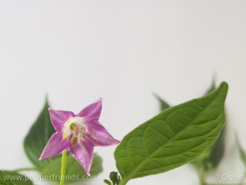 rocoto-aji-largo_001_fiore_13.jpg