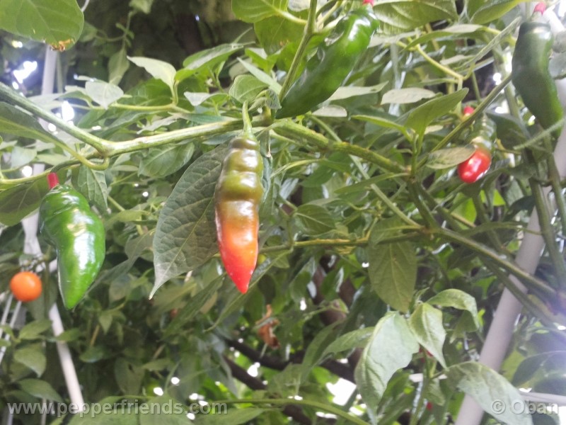 rocoto-aji-largo_001_frutto_17.jpg