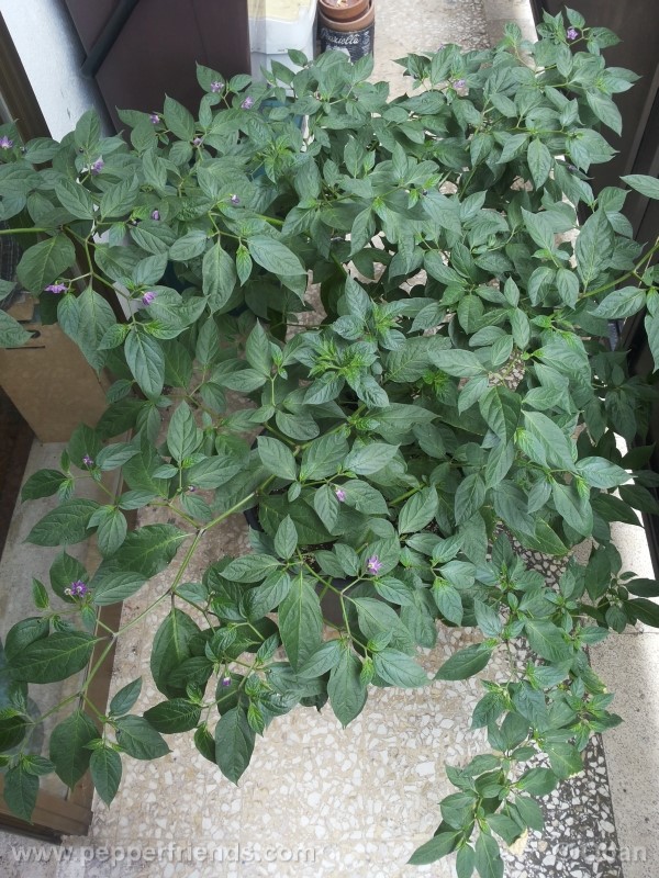 rocoto-aji-largo_001_pianta_30.jpg