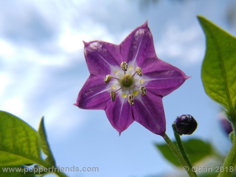 rocoto-aji-largo_004_fiore_02.jpg