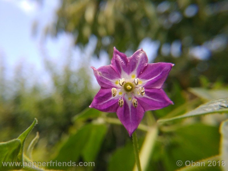 rocoto-aji-largo_004_fiore_03.jpg