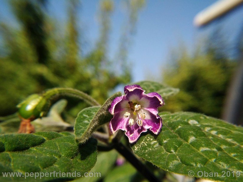 rocoto-aji-oro_002_fiore_09.jpg