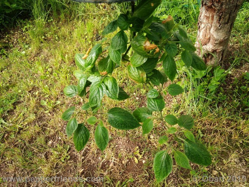 rocoto-aji-oro_002_pianta_09.jpg