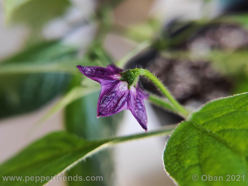 rocoto-arequipa-orange_001_fiore_01.jpg