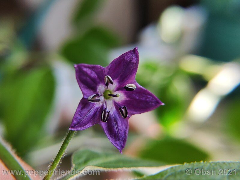 rocoto-arequipa-orange_001_fiore_02.jpg