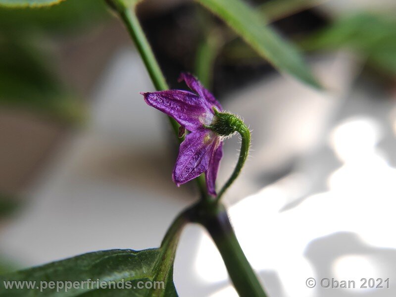 rocoto-arequipa-orange_001_fiore_03.jpg