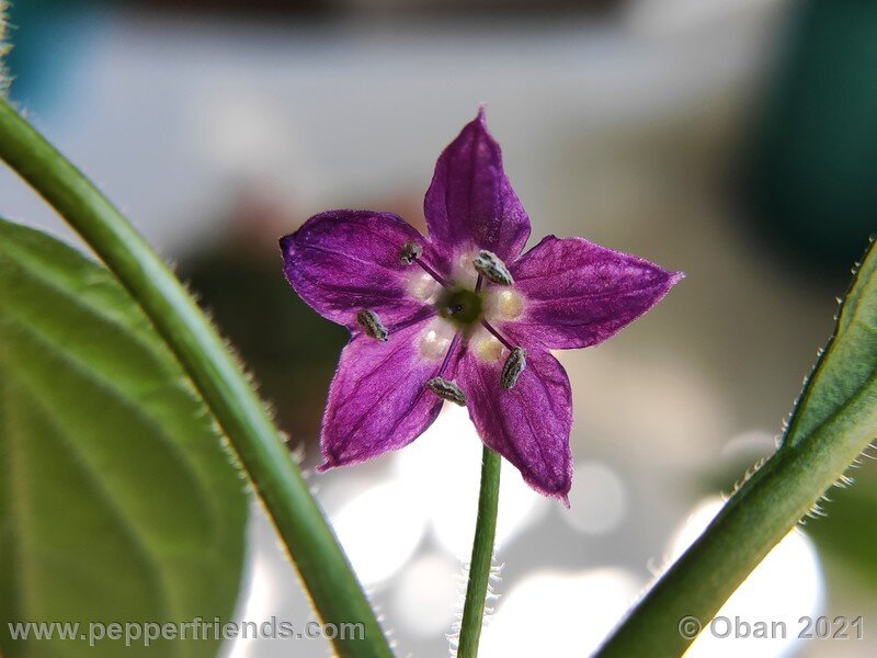 rocoto-arequipa-orange_001_fiore_04.jpg