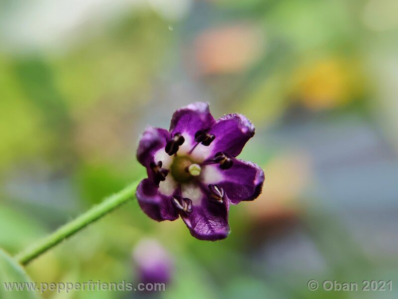 rocoto-arequipa-orange_001_fiore_05.jpg