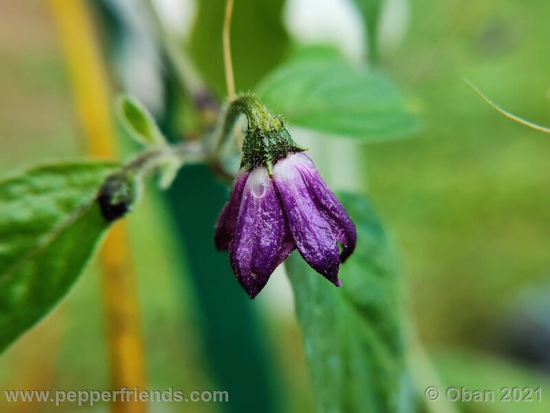 rocoto-arequipa-orange_001_fiore_06.jpg