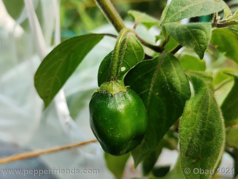 rocoto-arequipa-orange_001_frutto_03.jpg