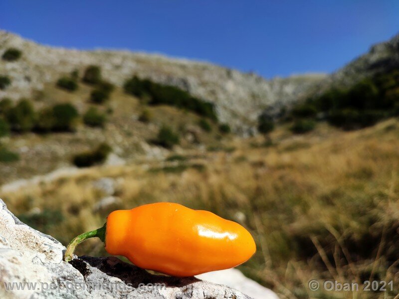 rocoto-arequipa-orange_001_frutto_11.jpg