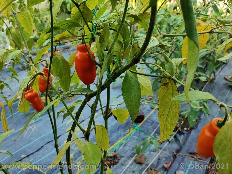 rocoto-arequipa-orange_001_frutto_14.jpg