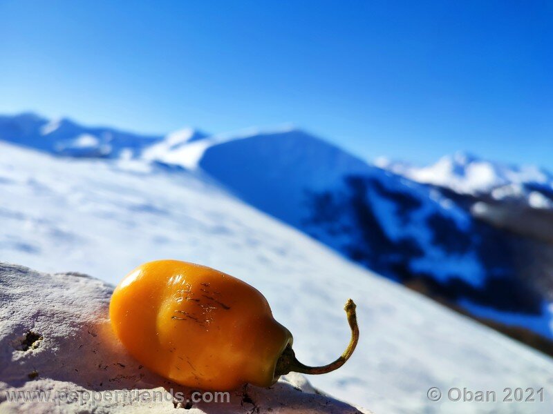 rocoto-arequipa-orange_001_frutto_18.jpg