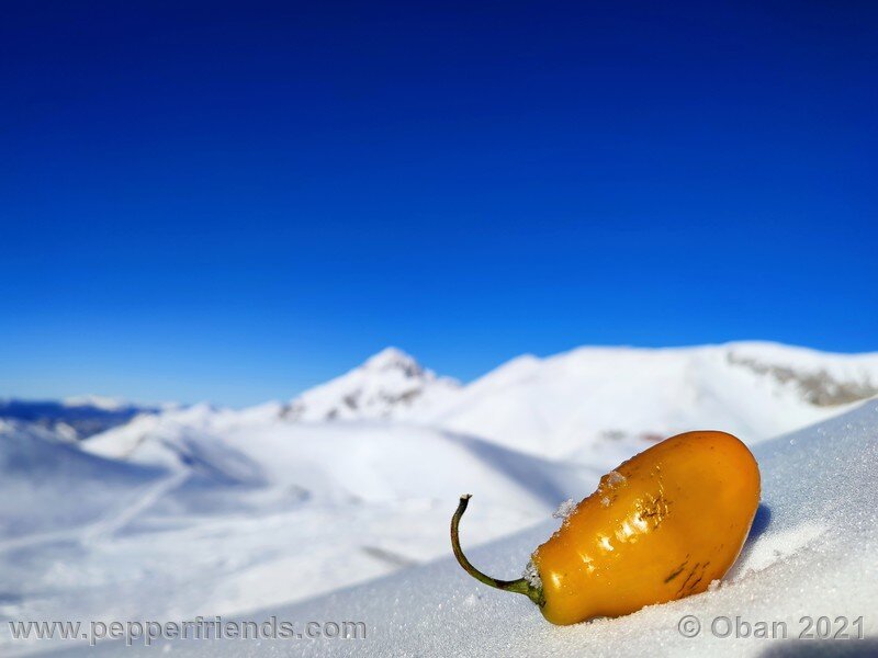 rocoto-arequipa-orange_001_frutto_19.jpg