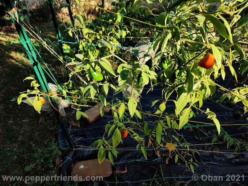 rocoto-arequipa-orange_001_pianta_09.jpg