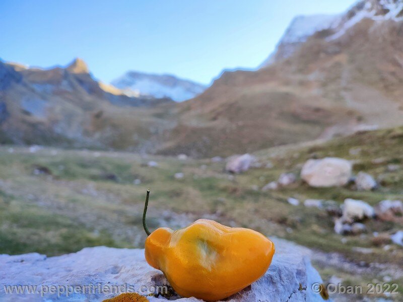 rocoto-arequipa-orange_002_6_1324925331_Peperoncini2022-1243.jpg