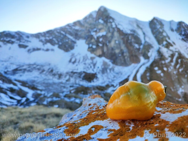 rocoto-arequipa-orange_002_7_1794716660_Peperoncini2022-1250.jpg