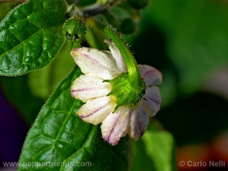 rocoto-bigapple_001_fiore_01.jpg