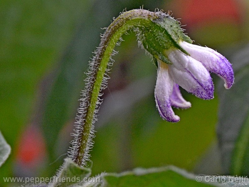 rocoto-bigapple_001_fiore_06.jpg