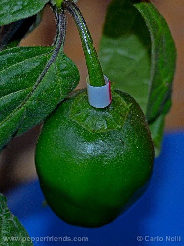 rocoto-bigapple_001_frutto_04.jpg