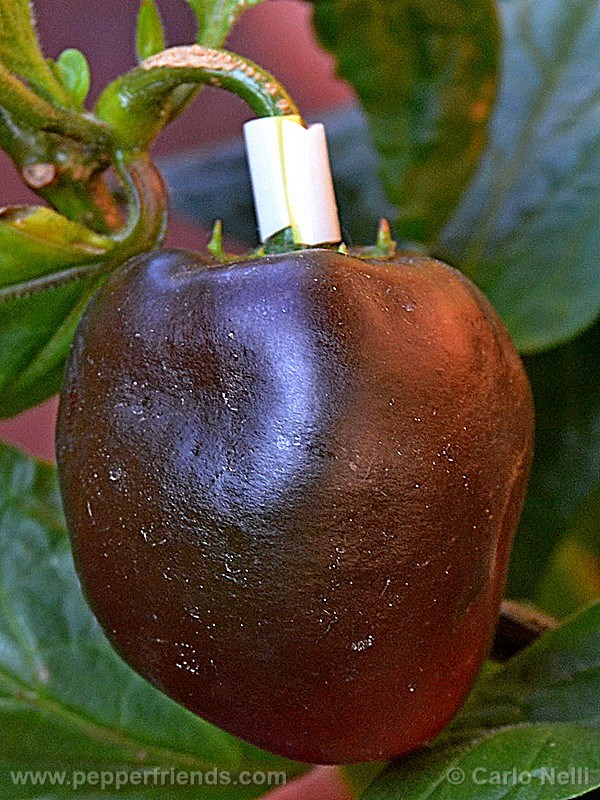 rocoto-bigapple_001_frutto_09.jpg