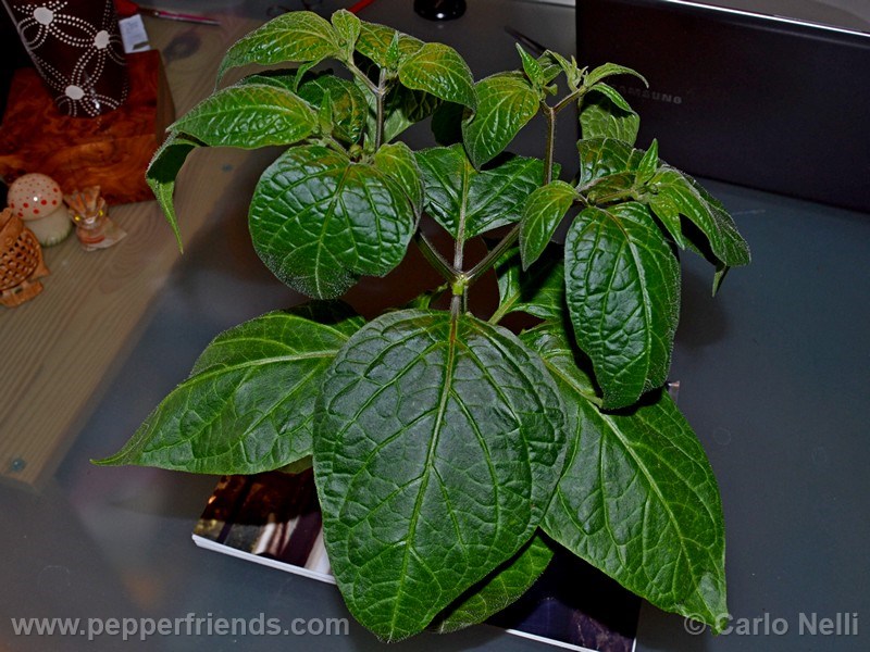 rocoto-bigapple_001_pianta_07.jpg