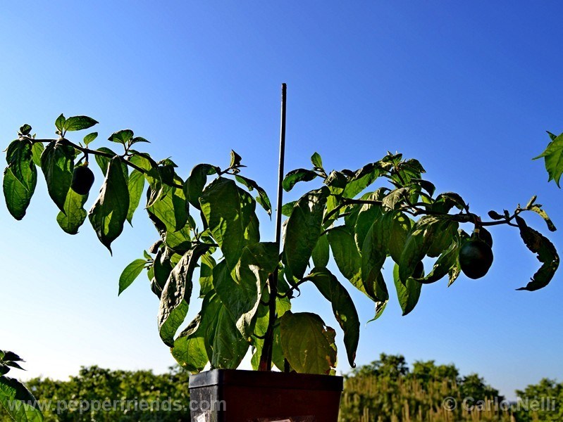 rocoto-bigapple_001_pianta_10.jpg