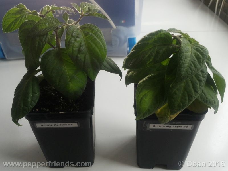 rocoto-bigapple_002_pianta_01.jpg