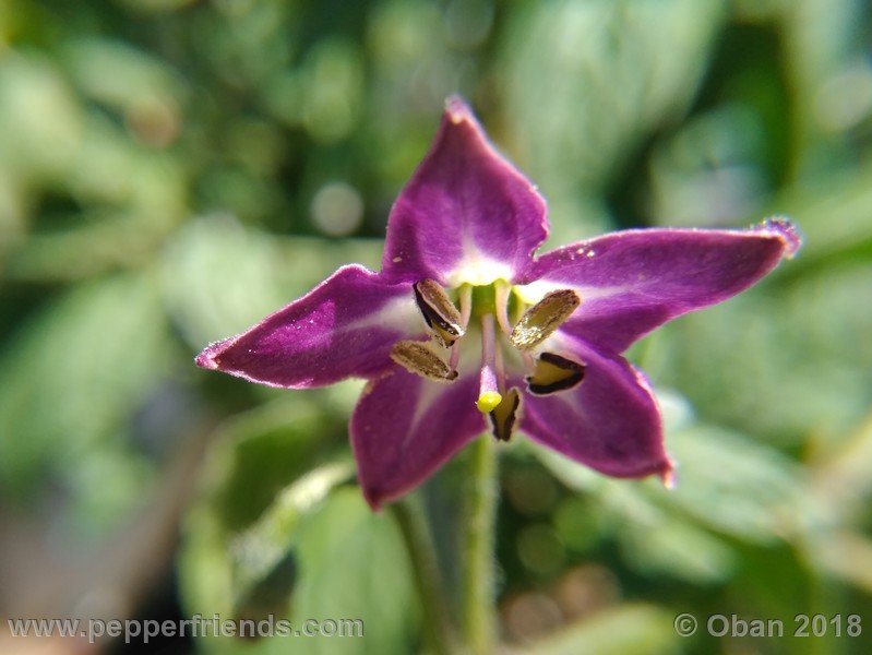 rocoto-brown_002_fiore_02.jpg