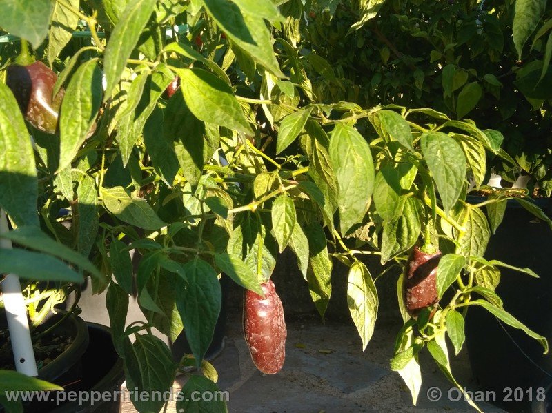 rocoto-brown_002_frutto_20.jpg