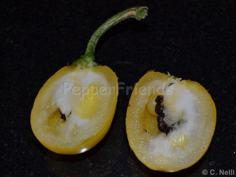 rocoto-canario_001_frutto_03.jpg