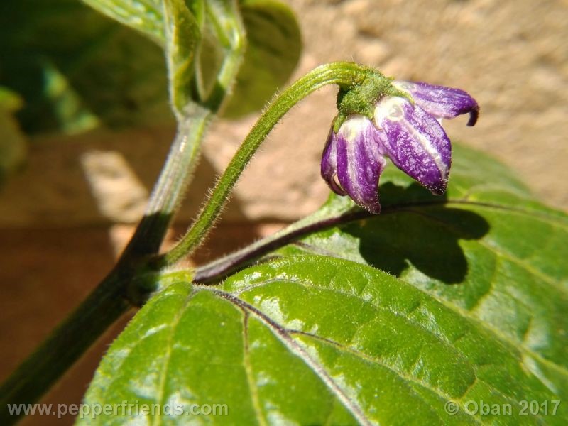 rocoto-chicon_001_fiore_05.jpg