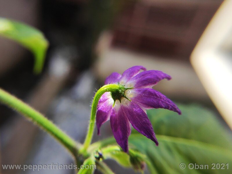 rocoto-cuzco-manzano-amarillo_001_fiore_06.jpg