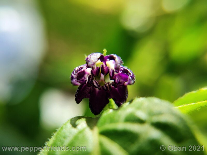 rocoto-cuzco-manzano-amarillo_001_fiore_07.jpg