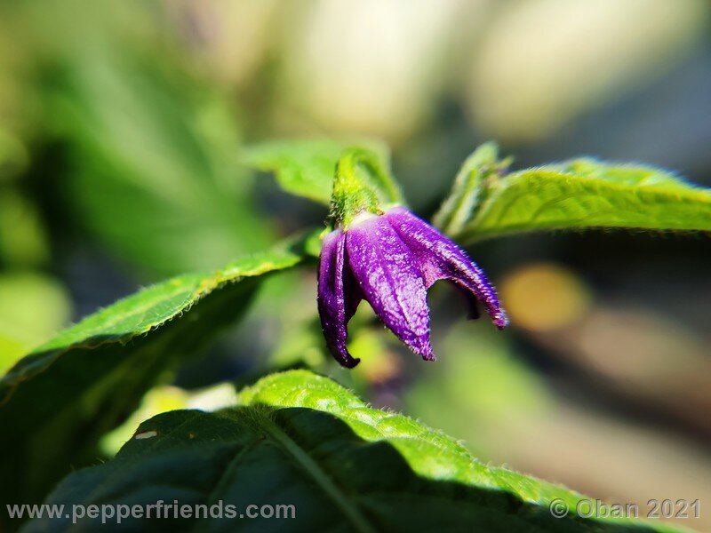 rocoto-cuzco-manzano-amarillo_001_fiore_08.jpg