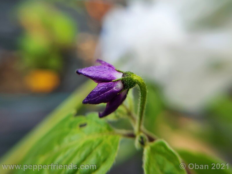 rocoto-cuzco-manzano-amarillo_001_fiore_11.jpg