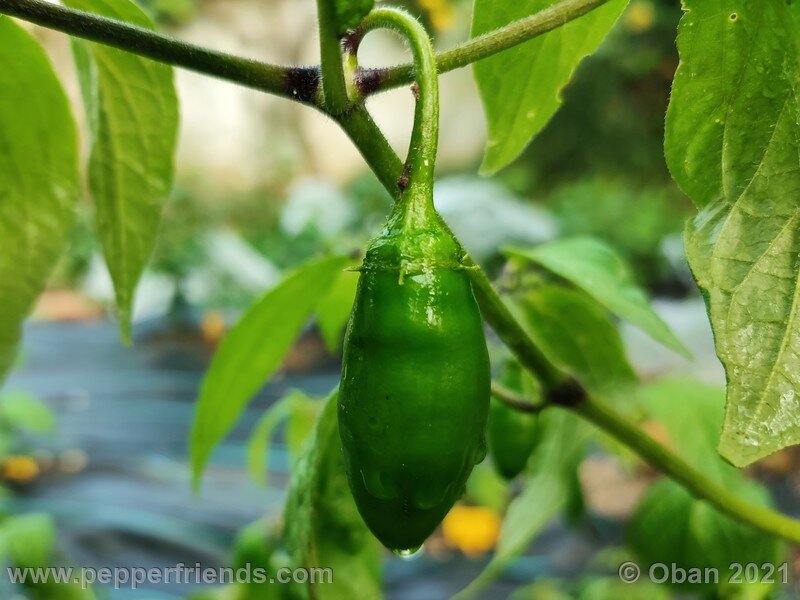 rocoto-cuzco-manzano-amarillo_001_frutto_01.jpg