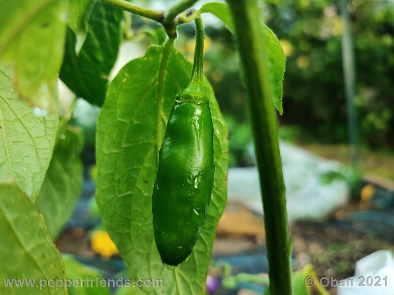 rocoto-cuzco-manzano-amarillo_001_frutto_02.jpg