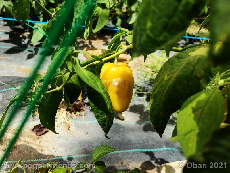 rocoto-cuzco-manzano-amarillo_001_frutto_16.jpg