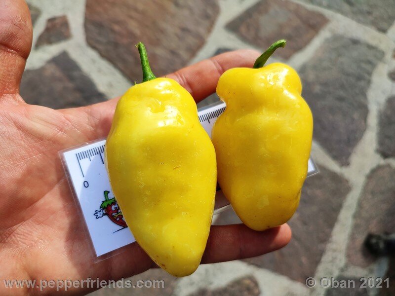 rocoto-cuzco-manzano-amarillo_001_frutto_22.jpg