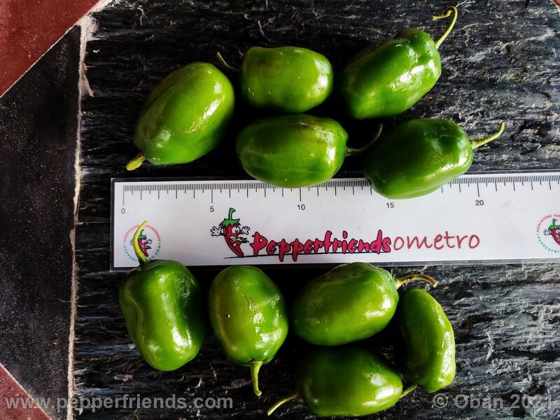 rocoto-cuzco-manzano-amarillo_001_frutto_26.jpg