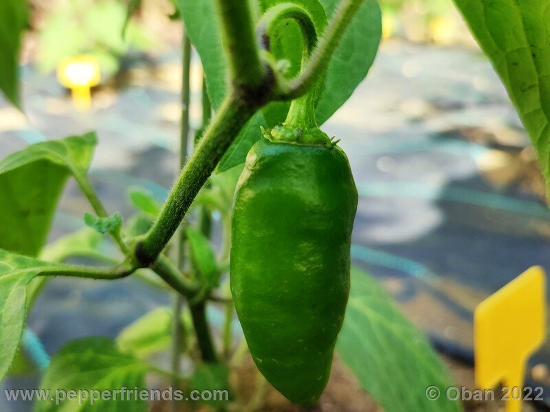 rocoto-cuzco-manzano-amarillo_002_2_812668388_Peperoncini2022-0402.jpg