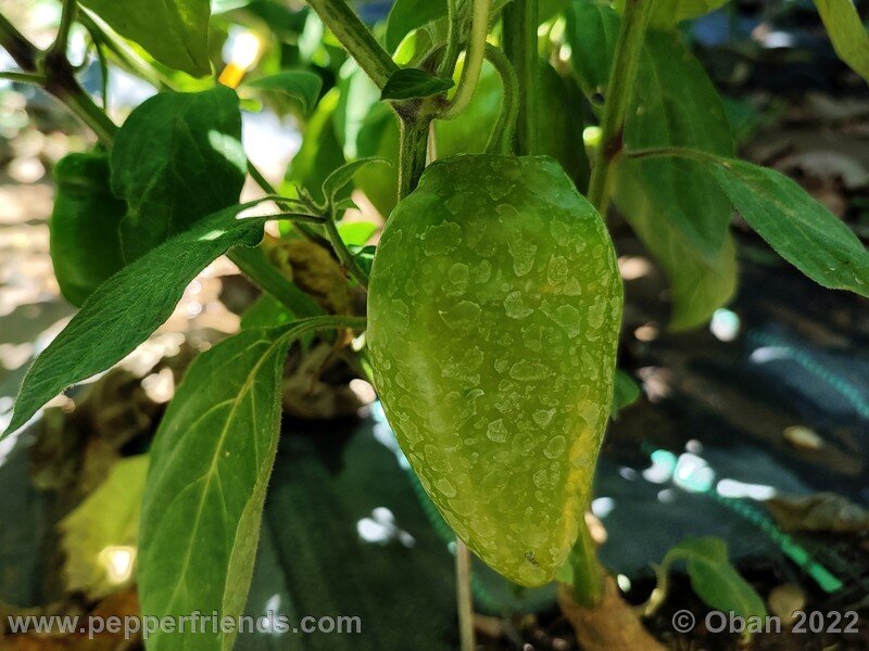 rocoto-cuzco-manzano-amarillo_002_3_1089518864_Peperoncini2022-0804.jpg