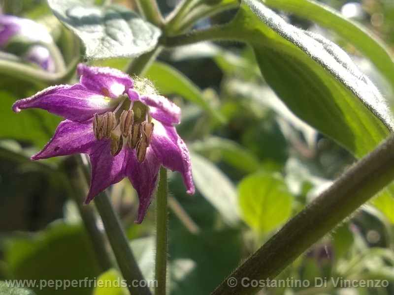 rocoto-de-seda_001_fiore_02.jpg